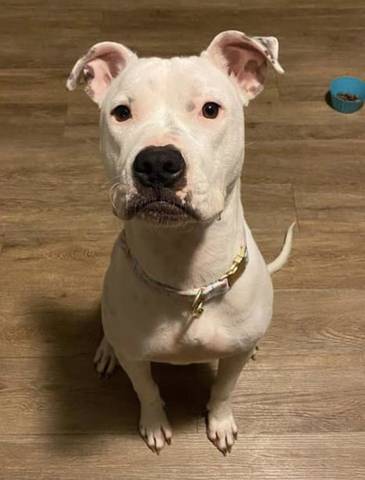 Kyra, adopted