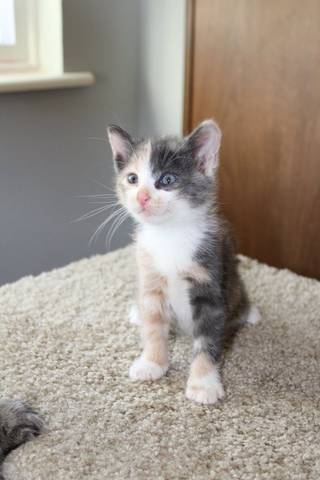 Shania, adopted