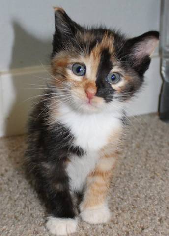 Gretchen, adopted