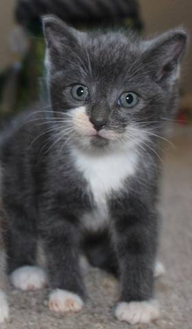 Waylon, adopted
