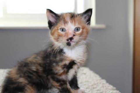 Reba, adopted