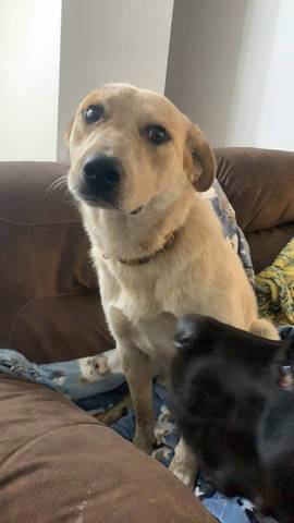 Heraldine, adopted