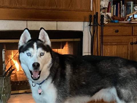 Bleu, adopted