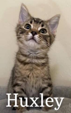 Huxley, adopted
