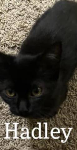 Hadley, adopted