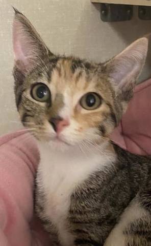 Tweetie, adopted