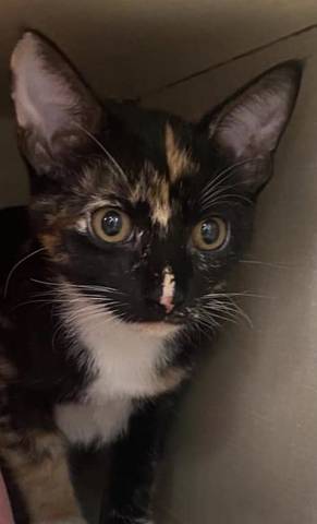 Molly, adopted