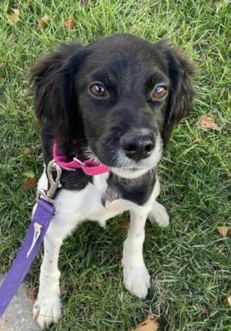 Stormi, adopted