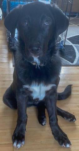 Sully, adopted