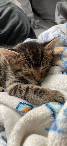 Lincoln, adopted