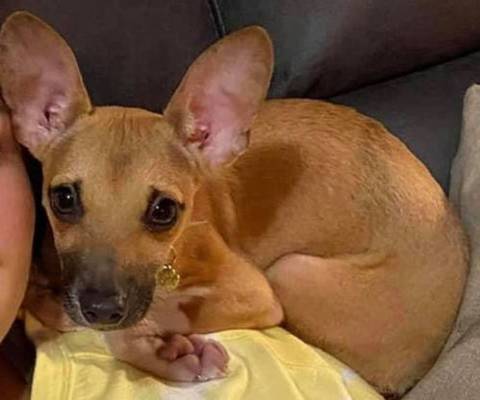 Chloe, adopted