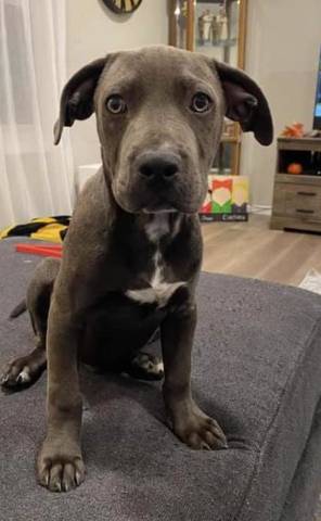 Moose, adopted