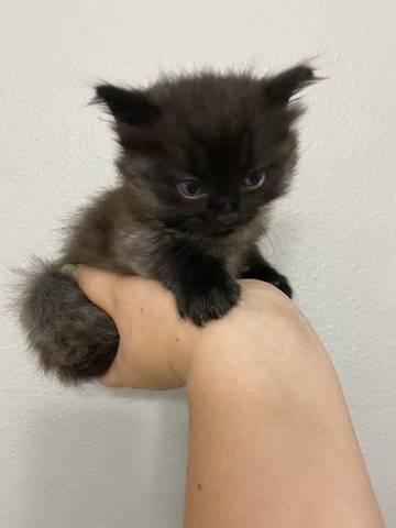 Roo, adopted