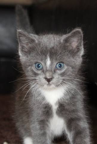 Pooh, adopted