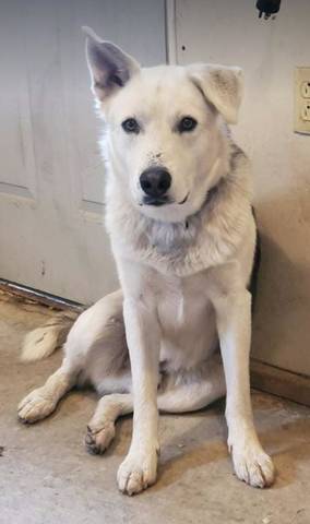 Roman, adopted