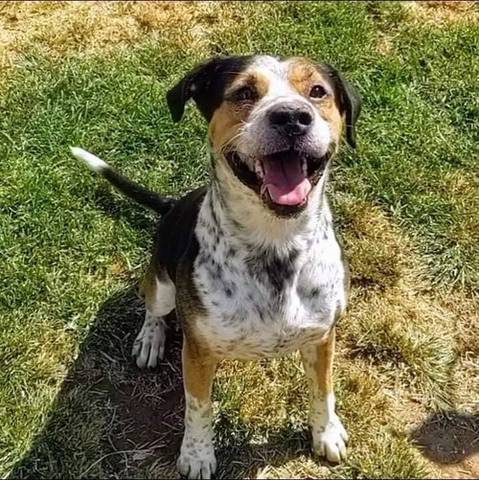 Odin, adopted
