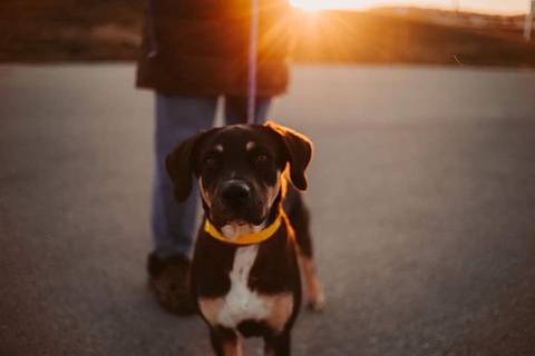 Indie, adopted