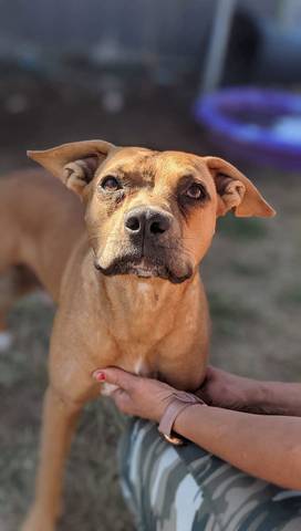 Milo, adopted