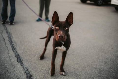 Jett, adopted
