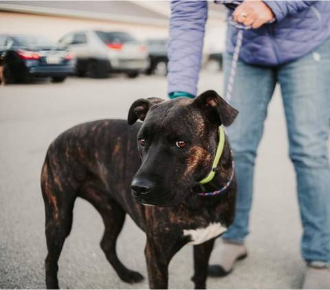 Clint, adopted