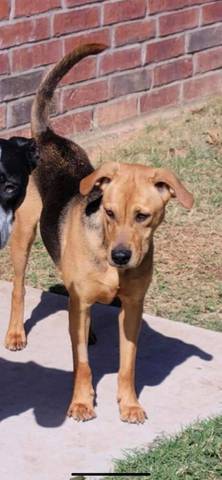 Sage, adopted