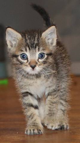 Tigger, adopted
