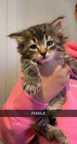 Shock, adopted