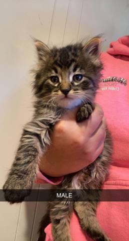 Mr. Hyde, adopted