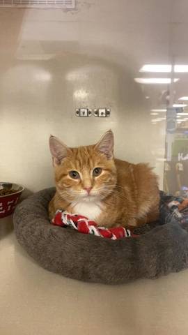 Jack Skellington, adopted