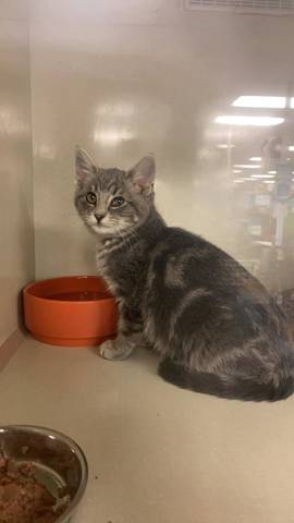 Oogie Boogie, adopted