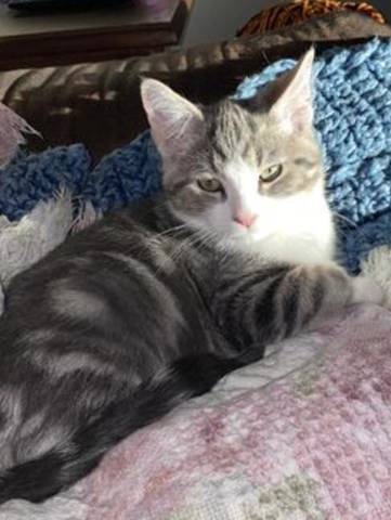 Henry, adopted