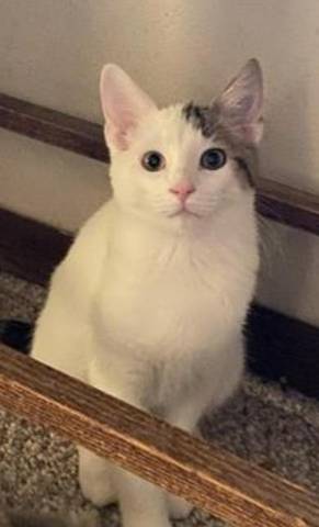 Gilbert, adopted