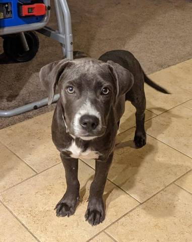 Atlas, adopted