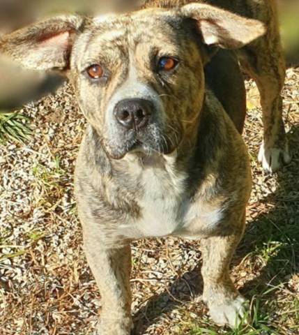 Gia, adopted