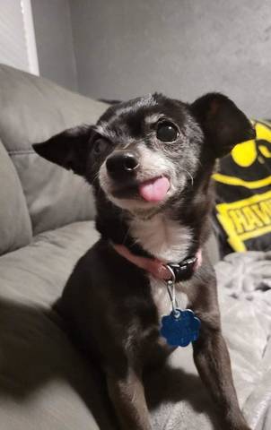Daisy, adopted