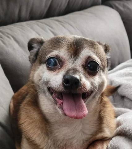 Chubs, adopted
