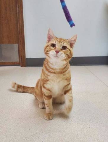 Magic, adopted