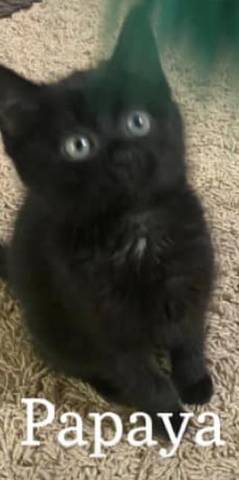 Papaya, adopted