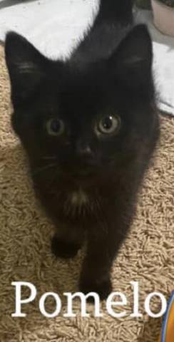 Pomelo, adopted