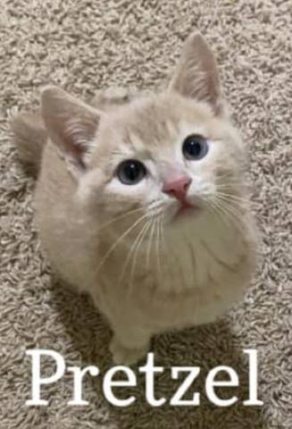 Pretzel, adopted