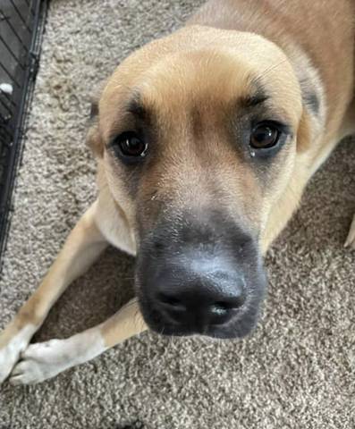 Tate, adopted
