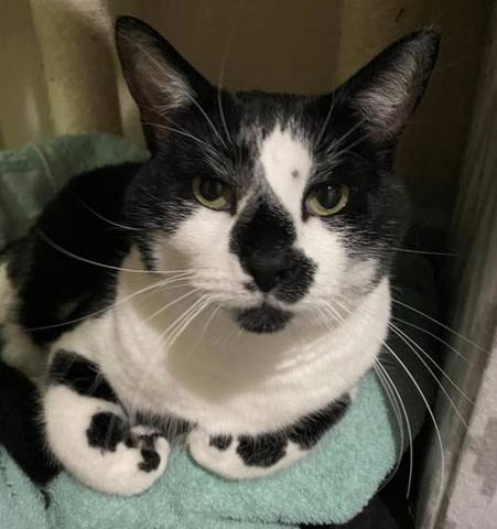 Oreo, adopted
