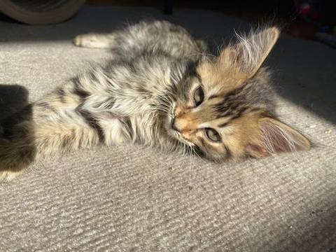 Moo, adopted