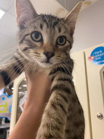 Squeak, adopted