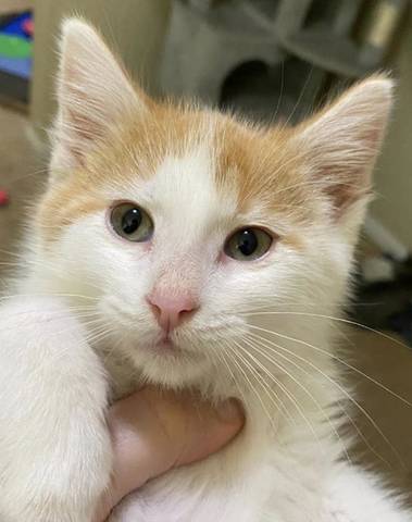 Oliver, adopted