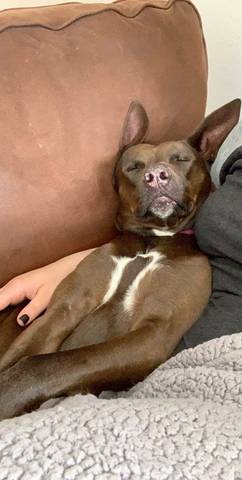 Xena, adopted