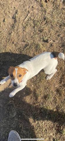 Jack, adopted