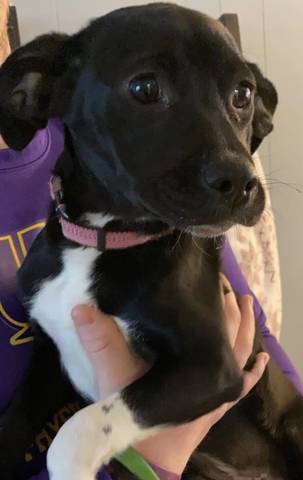 Ripley, adopted