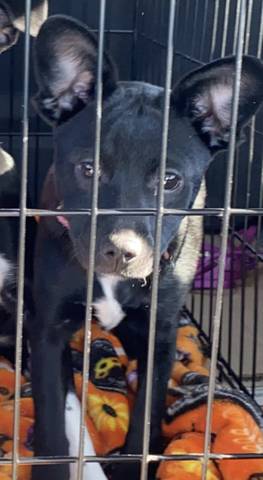 Reno, adopted