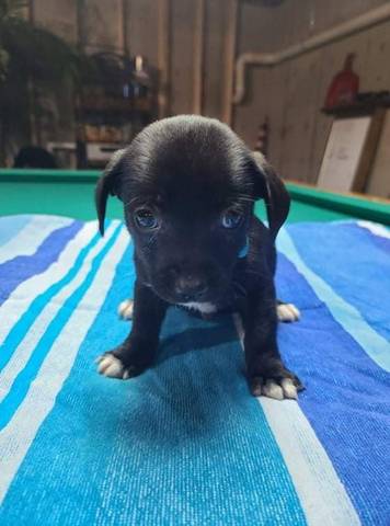 Rip, adopted